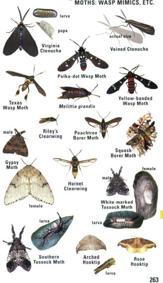 Moth Recognition Chart