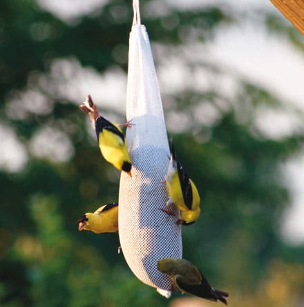 NIGER FEEDER Wild Bird Nyjer Seed Feeding Tube kf Finch Nyger Feed fad Holder 