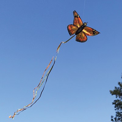 3287 49 inch Blue Butterfly Kite From In The Breeze 