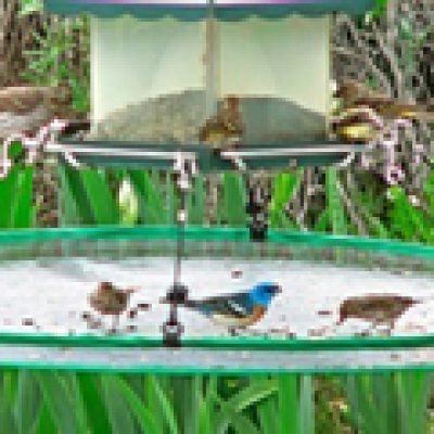 Seed Hoop Bird Seed Catcher Northwest Nature Shop